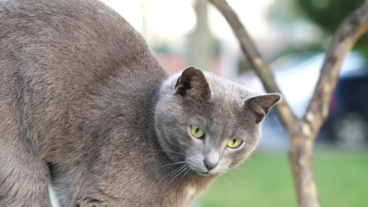 可爱的灰色街头猫，小猫。英国短毛猫，有着美丽的绿色眼睛。人像，特写镜头，宠物，动物的脸。视频素材