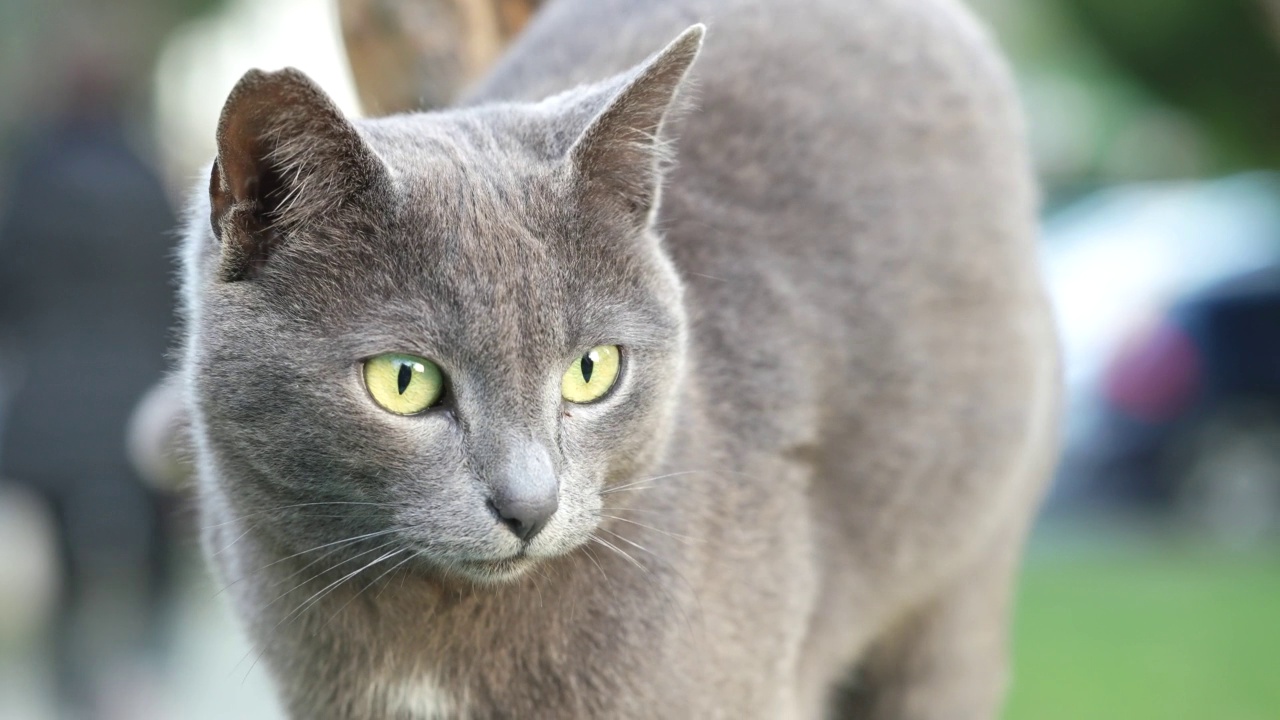 可爱的灰色街头猫，小猫。英国短毛猫，有着美丽的绿色眼睛。人像，特写镜头，宠物，动物的脸。视频素材