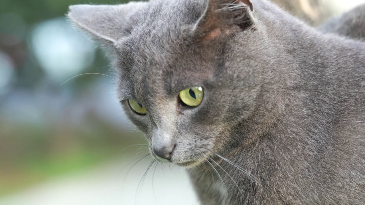 可爱的灰色街头猫，小猫。英国短毛猫，有着美丽的绿色眼睛。人像，特写镜头，宠物，动物的脸。视频素材