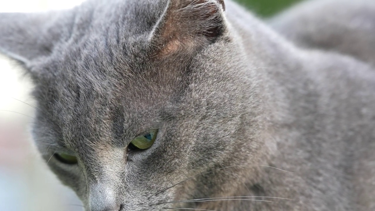 可爱的灰色街头猫，小猫。英国短毛猫，有着美丽的绿色眼睛。人像，特写镜头，宠物，动物的脸。视频素材