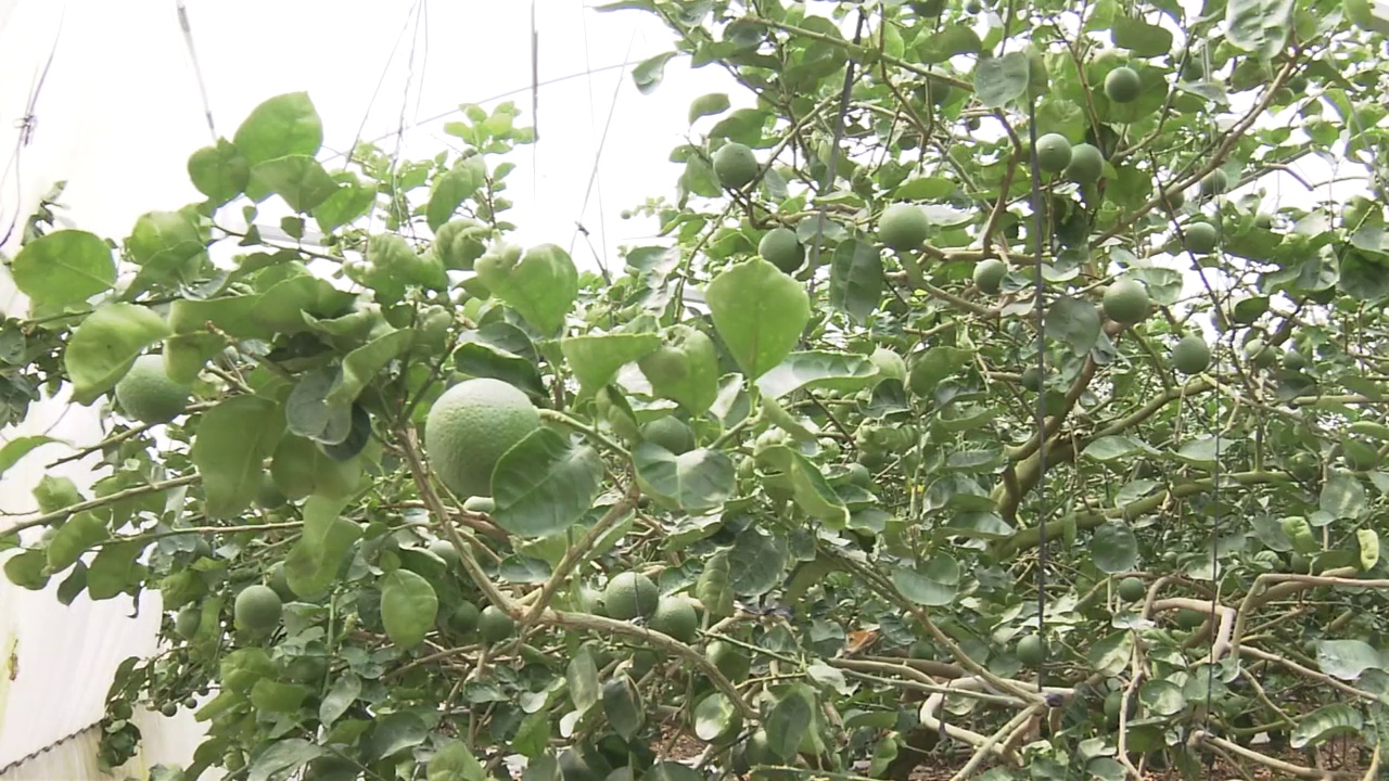 日本Kabosu Fruits, Oita视频素材