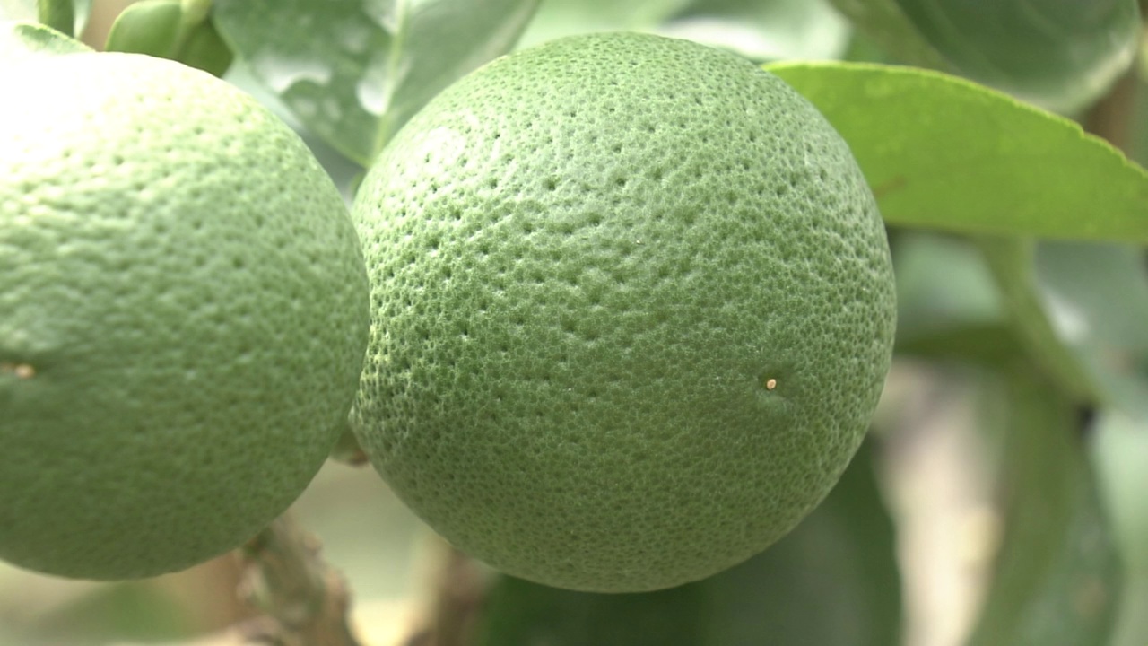 日本Kabosu Fruits, Oita视频素材