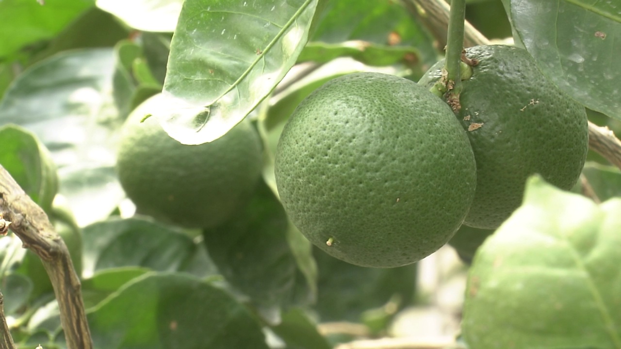 日本Kabosu Fruits, Oita视频素材