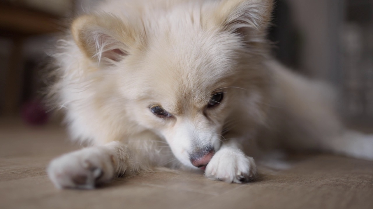 一只白棕色的博美犬在舔它的爪子视频素材