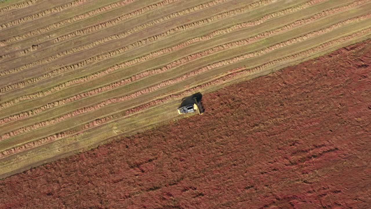 联合收割机收获谷物荞麦在农村田野鸟瞰图视频素材