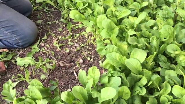 从花园里摘植物的人视频下载