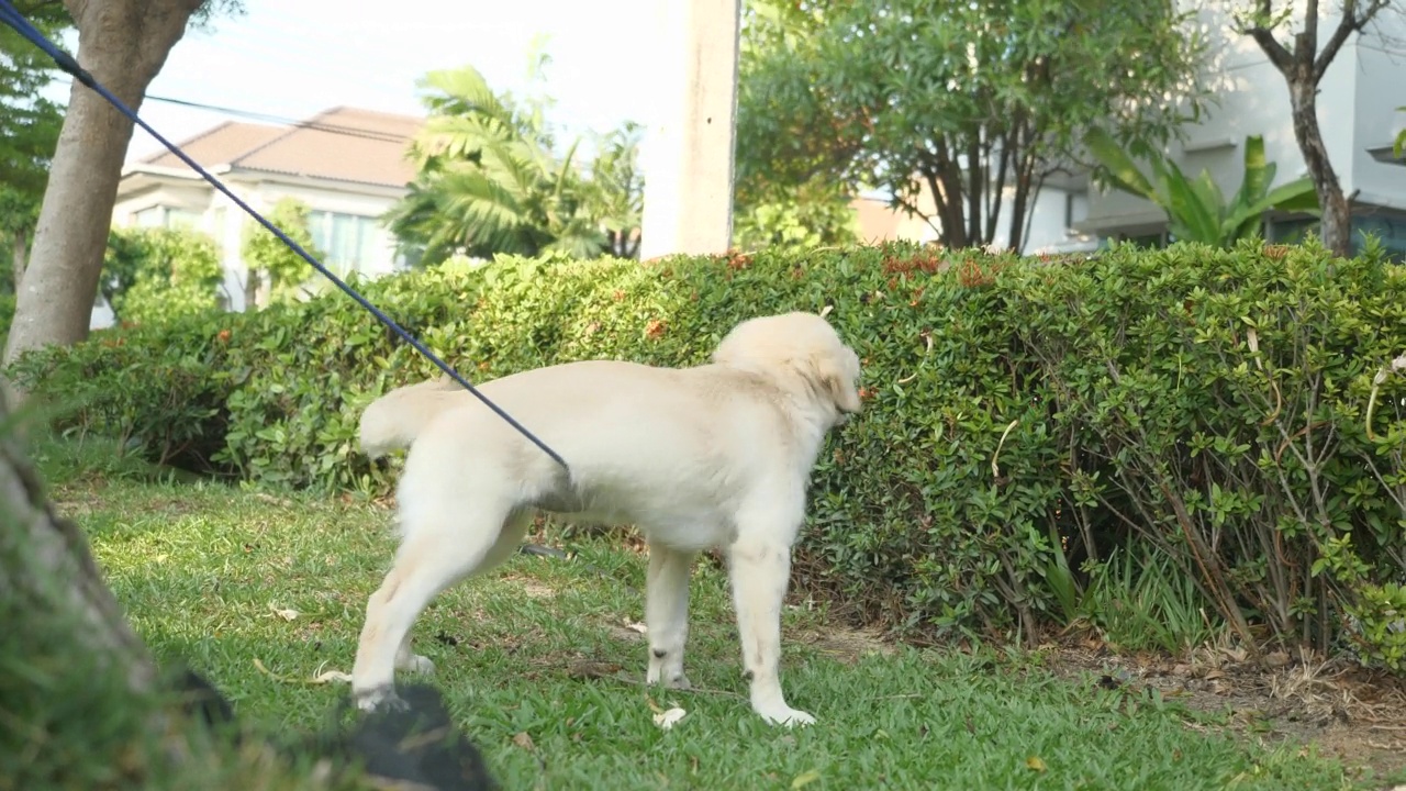 金毛寻回犬在花园里奔跑视频素材