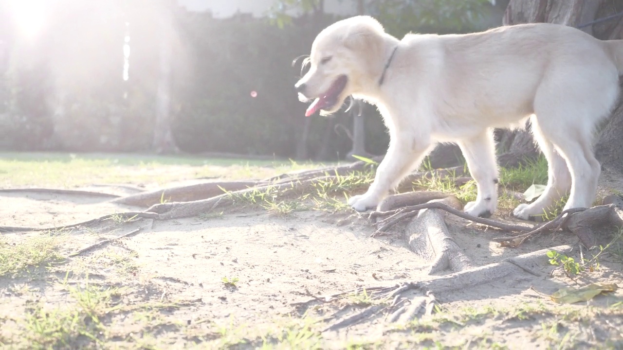 金毛寻回犬在花园里奔跑视频素材