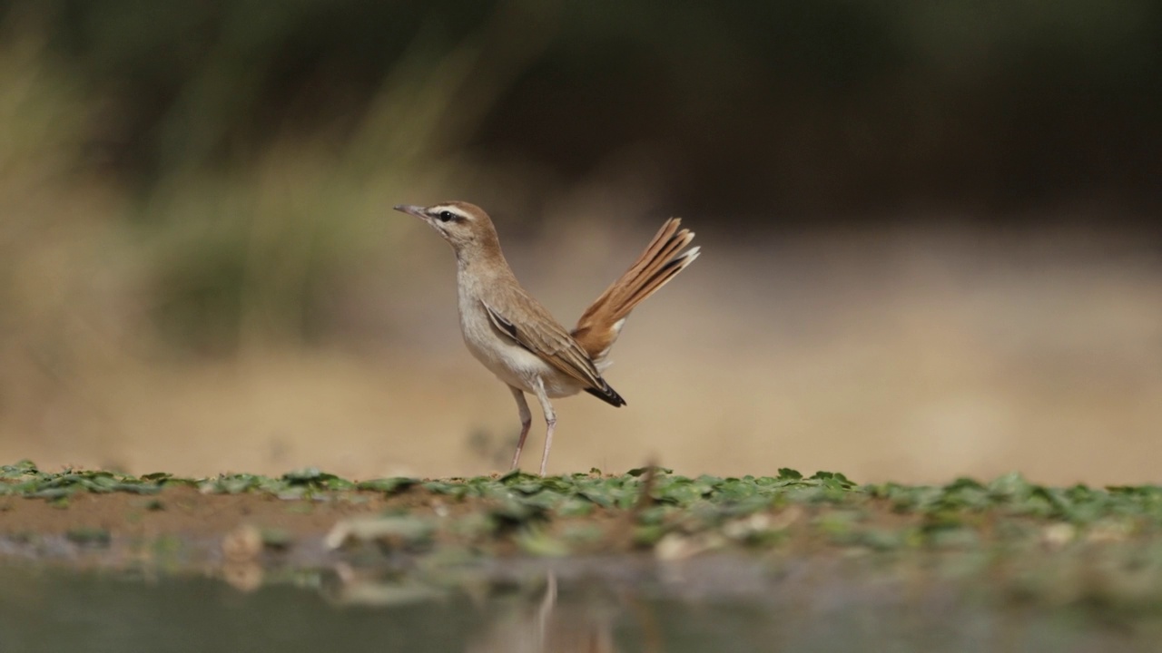 Rufous-tailed擦洗罗宾视频素材