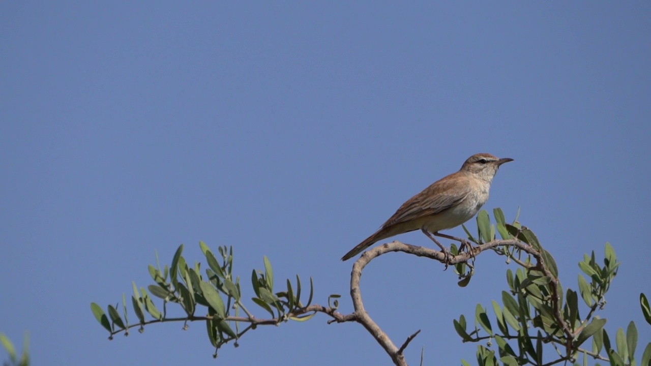 Rufous-tailed擦洗罗宾视频素材