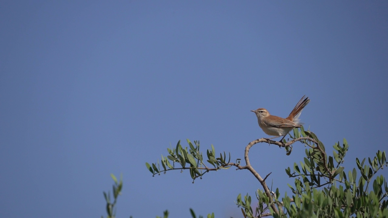 Rufous-tailed擦洗罗宾视频素材