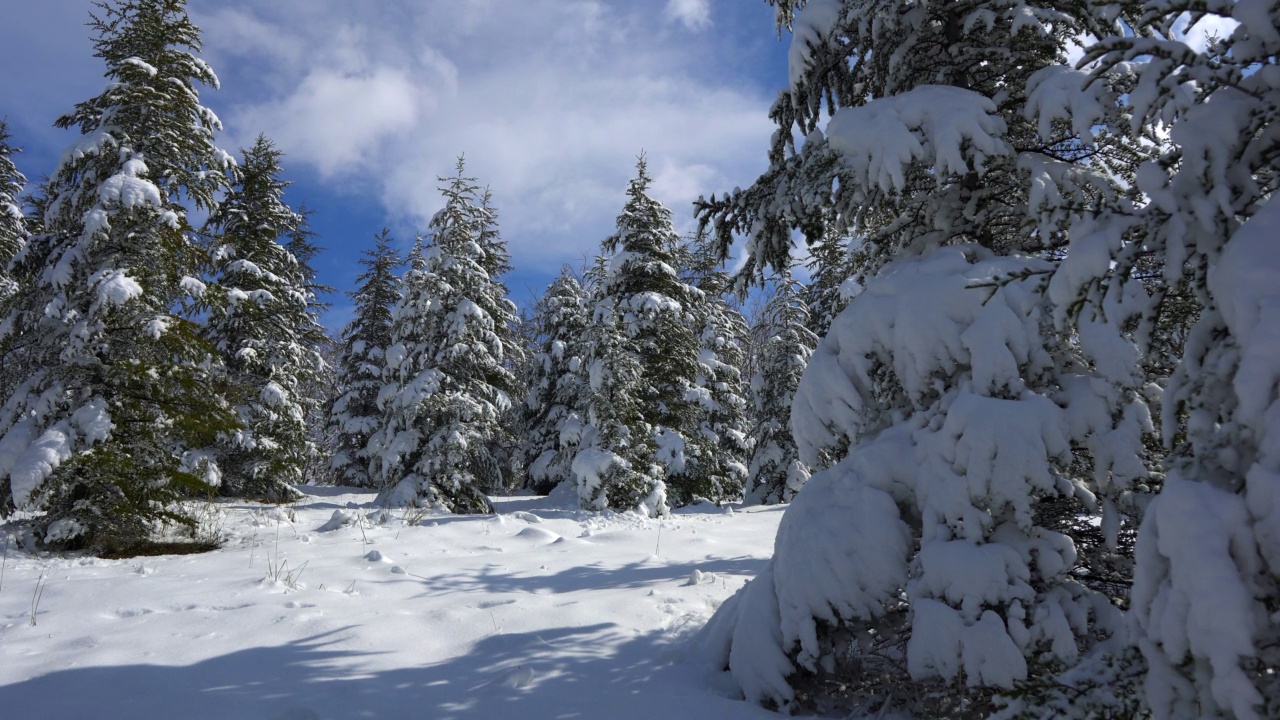 白雪皑皑的松林。阳光明媚的蓝天前，松林枝头飘雪。视频下载