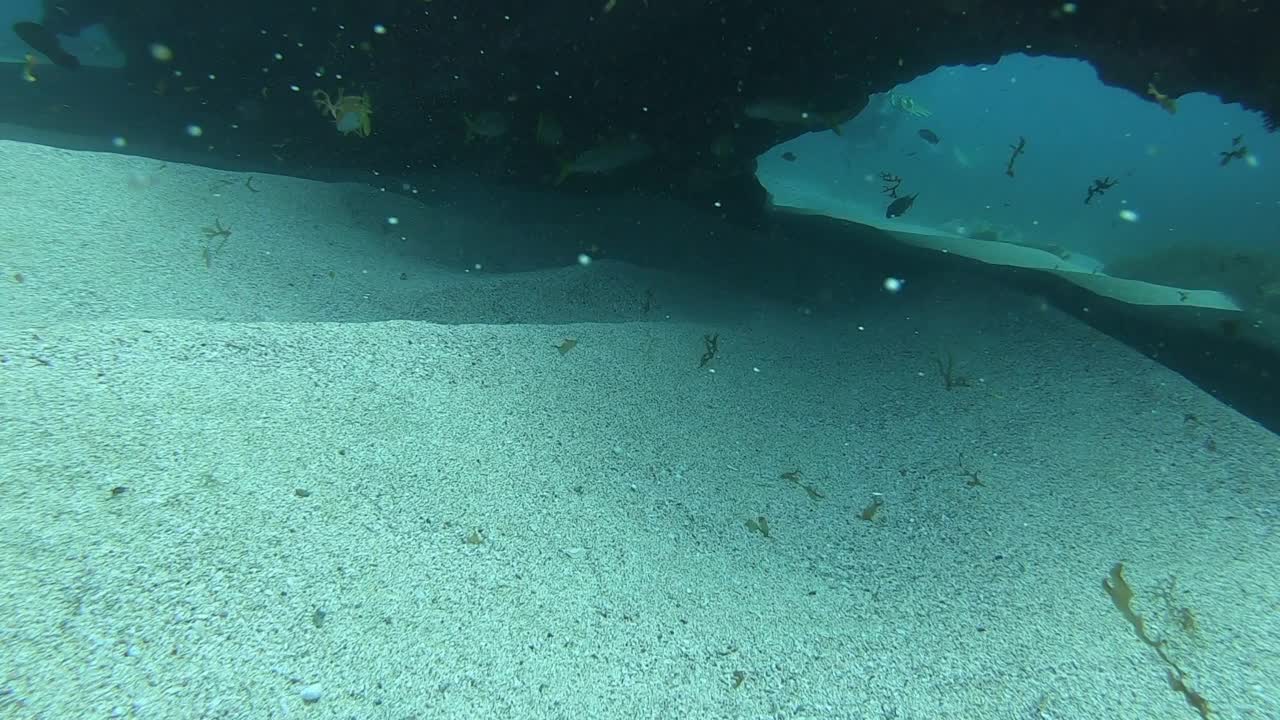 费尔南多·迪诺罗尼亚的鱼群。海洋生物视频素材