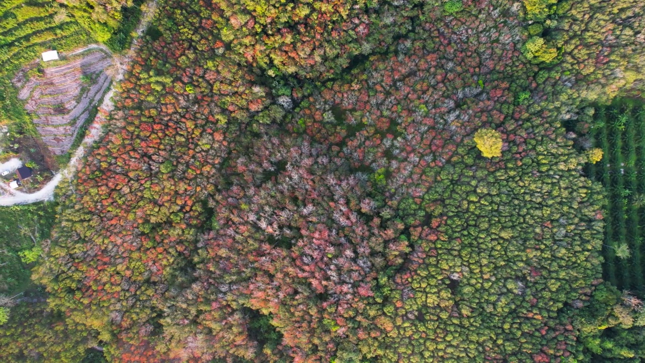 小棕榈树苗圃从空中在秋季森林视频素材