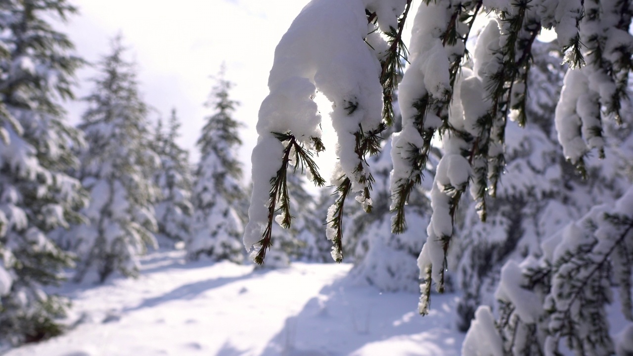 白雪皑皑的松林。阳光明媚的蓝天前，松林枝头飘雪。视频下载