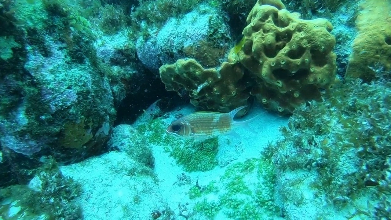 费尔南多·迪诺罗尼亚的海洋生物。金鳞鱼和珊瑚视频素材