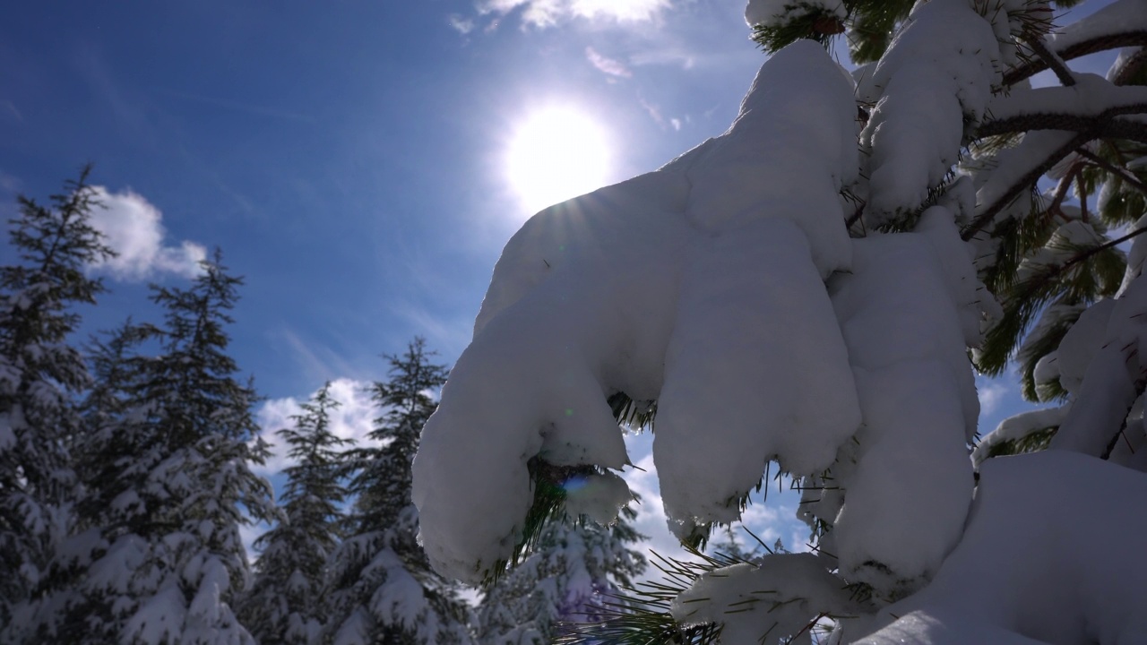 白雪皑皑的松林。阳光明媚的蓝天前，松林枝头飘雪。视频素材