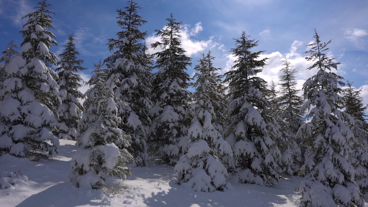 白雪皑皑的松林。阳光明媚的蓝天前，松林枝头飘雪。视频素材