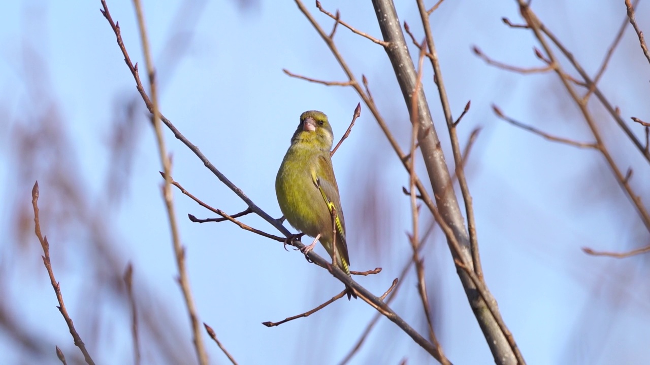 绿翅雀(Chloris)坐在树枝上视频素材