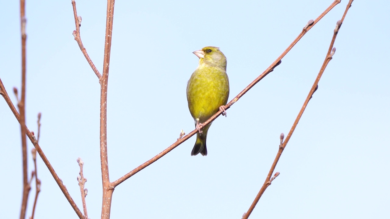 绿翅雀(Chloris Chloris)坐在树枝上吃树芽视频素材