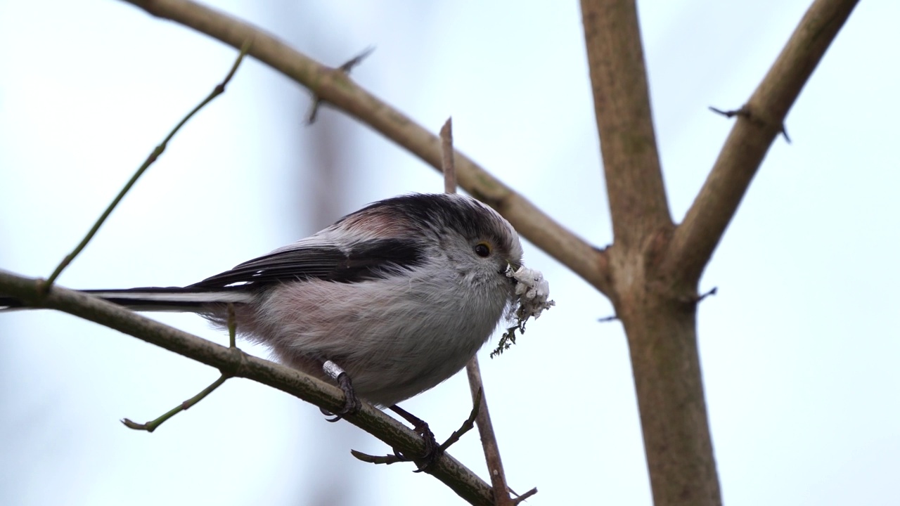 长尾山雀(Aegithalos caudatus)，腿上有一圈，喙上有筑巢的材料视频素材