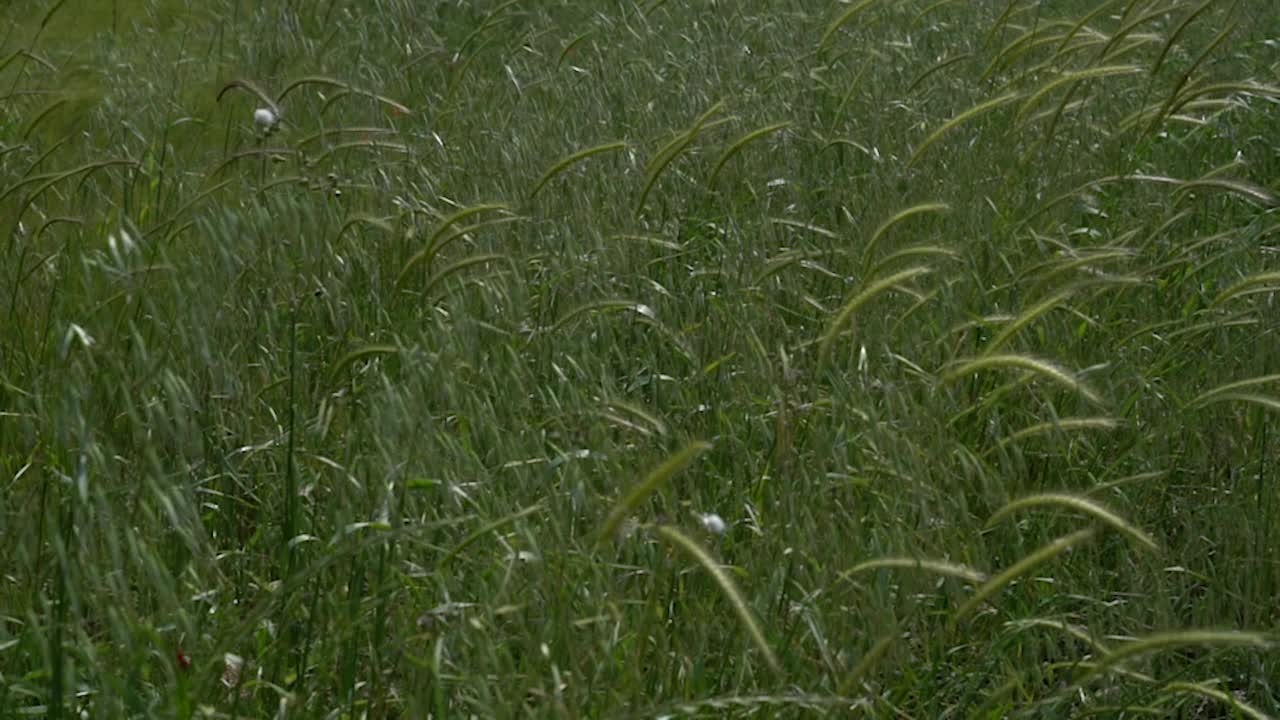 春日绿麦田高清视频视频素材