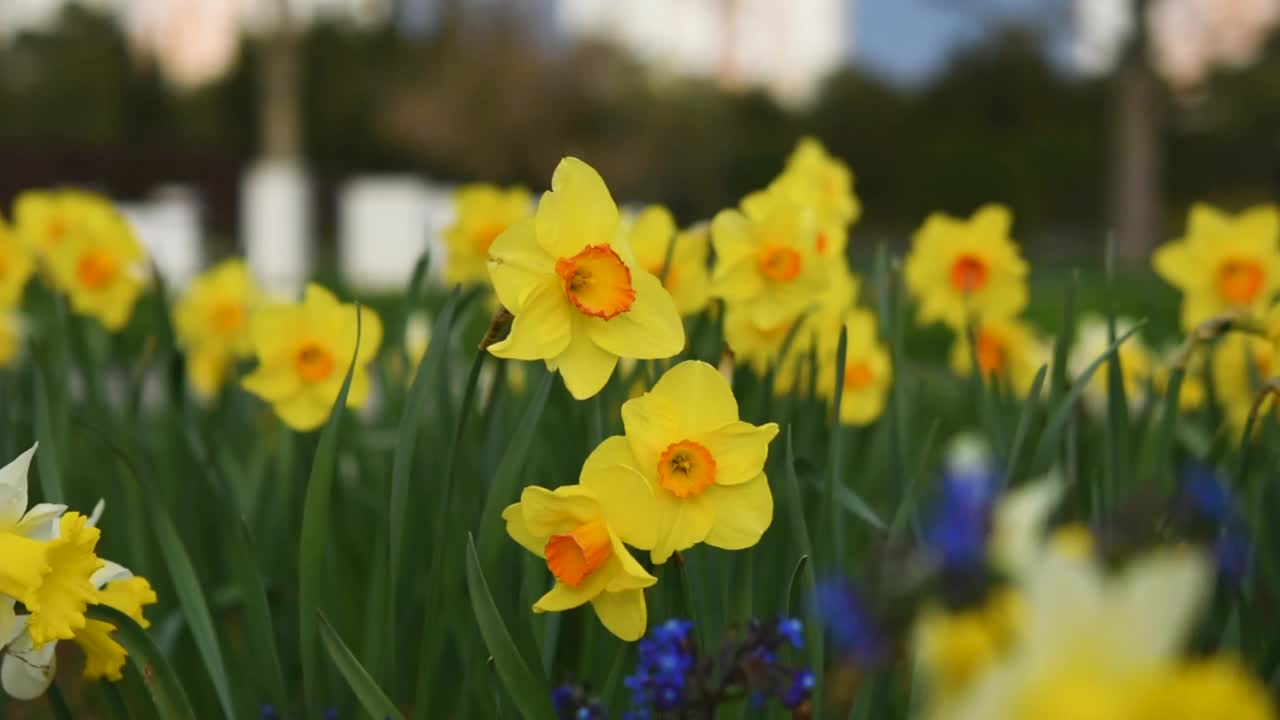 水仙花园特写。视频素材