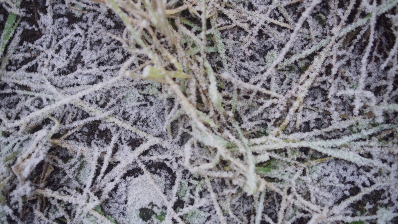 植物被雪覆盖的土地。视频素材