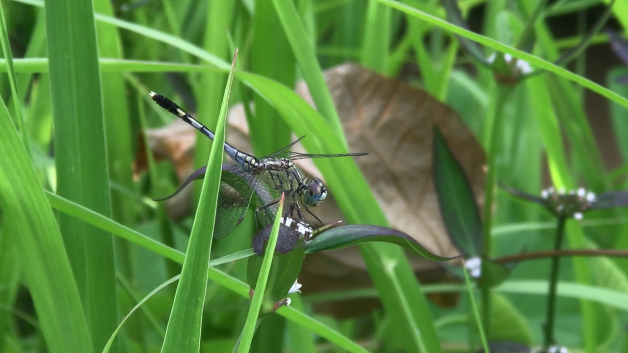 蜻蜓视频素材