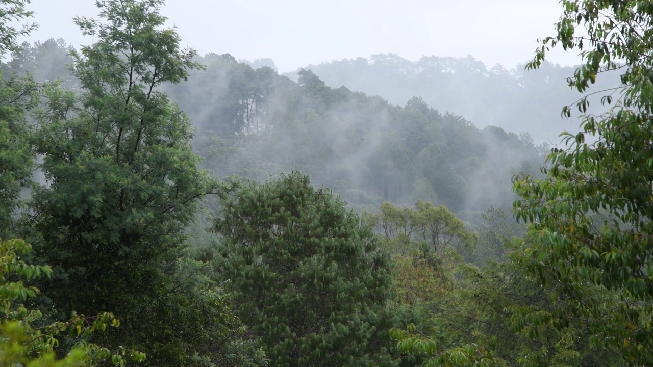 巴西的大雾天气。雨落在树上视频素材