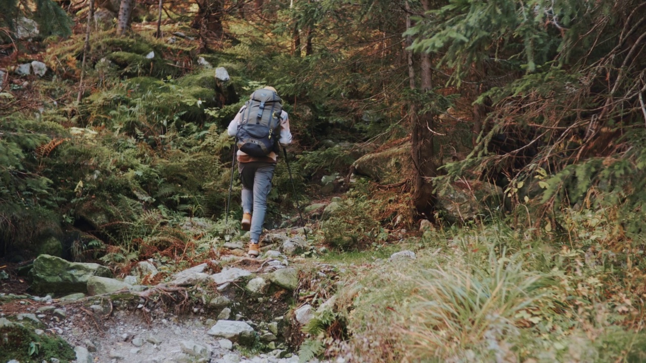 后视镜手持男性徒步旅行者走在攀登石径在秋天山森林与背包。一个人在秋天的树林里用登山杖徒步旅行。冒险旅行探险家在高地国家公园视频素材