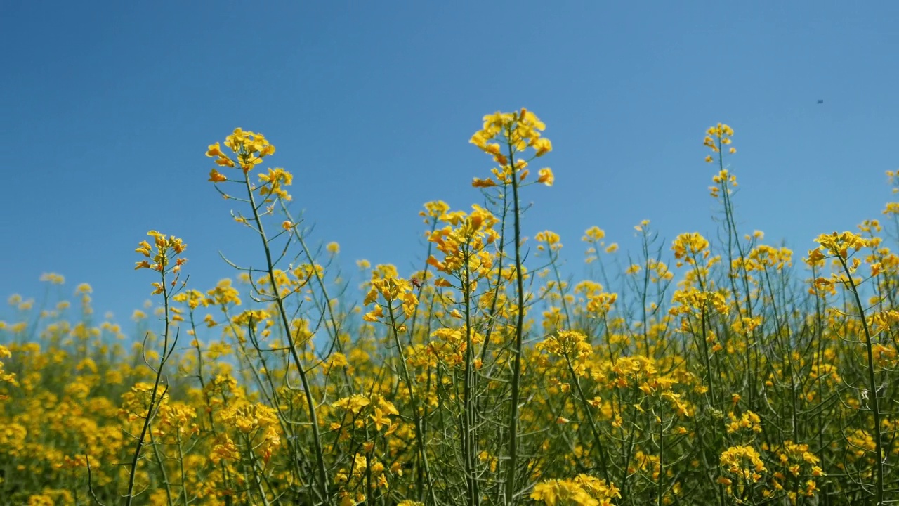 油菜黄花栽培田视频素材