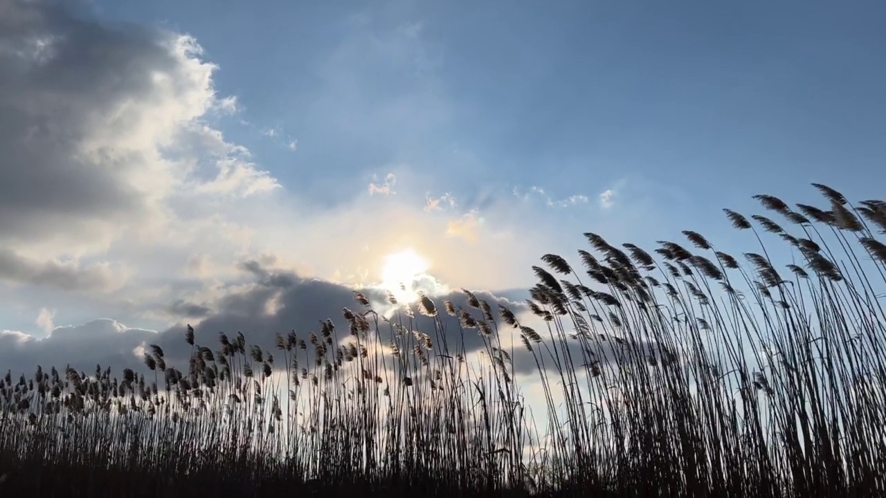 芦苇摇曳，映衬着夕阳下多云的天空。美丽的夜晚景观。视频素材