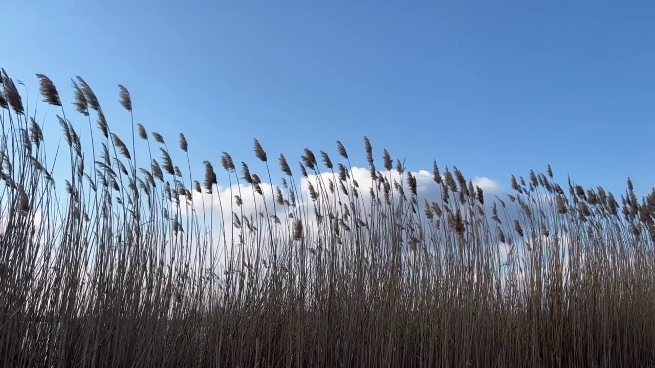 芦苇在多云的天空中摇曳。美丽的风景。视频素材