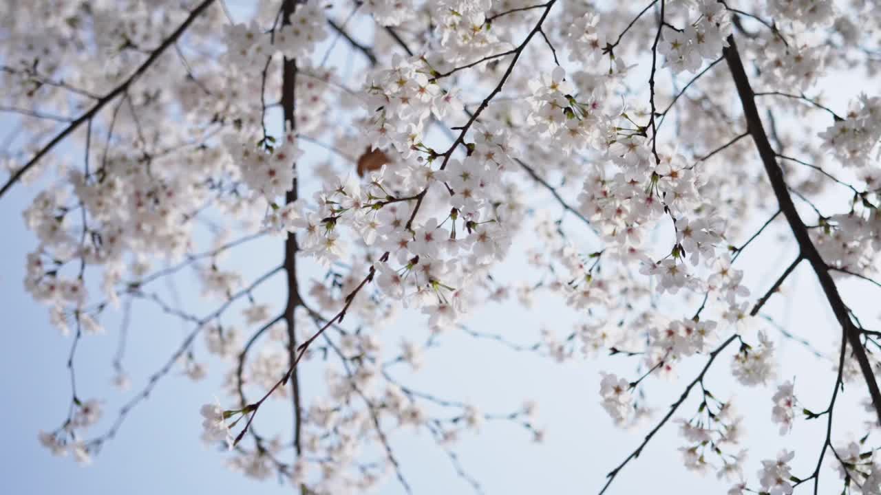 春天樱花盛开视频素材