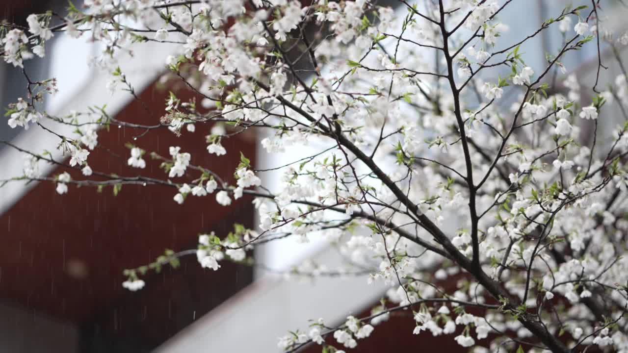 春天樱花盛开视频素材