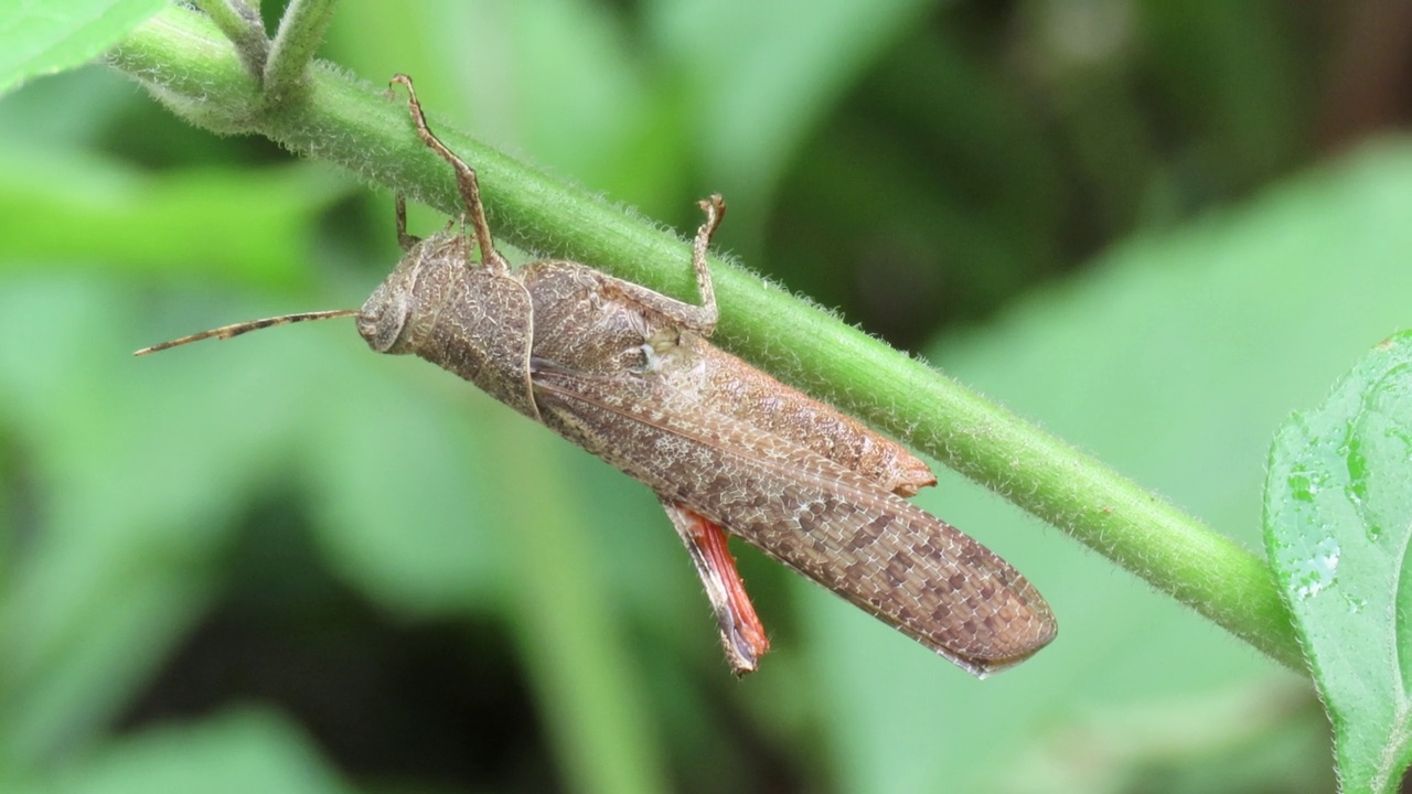 Grasshoper在草地上视频素材