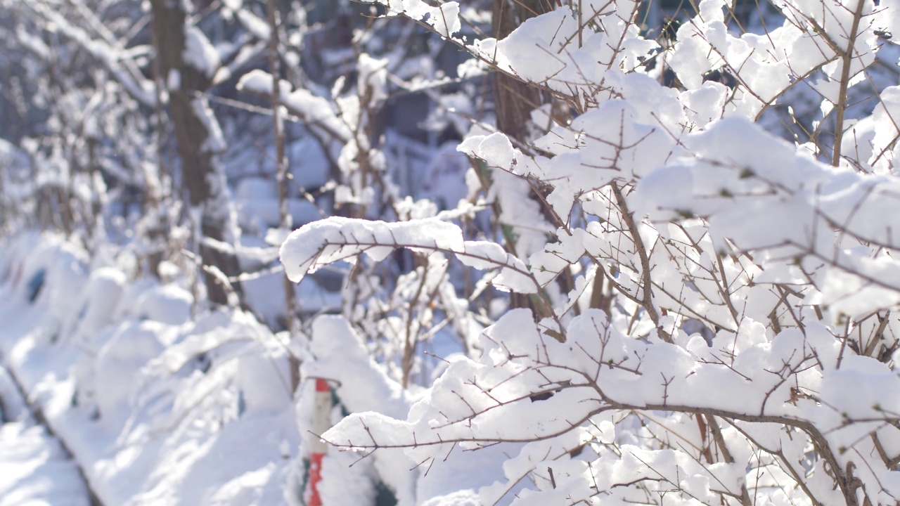 在北方的冬天，雪覆盖了树枝。视频素材