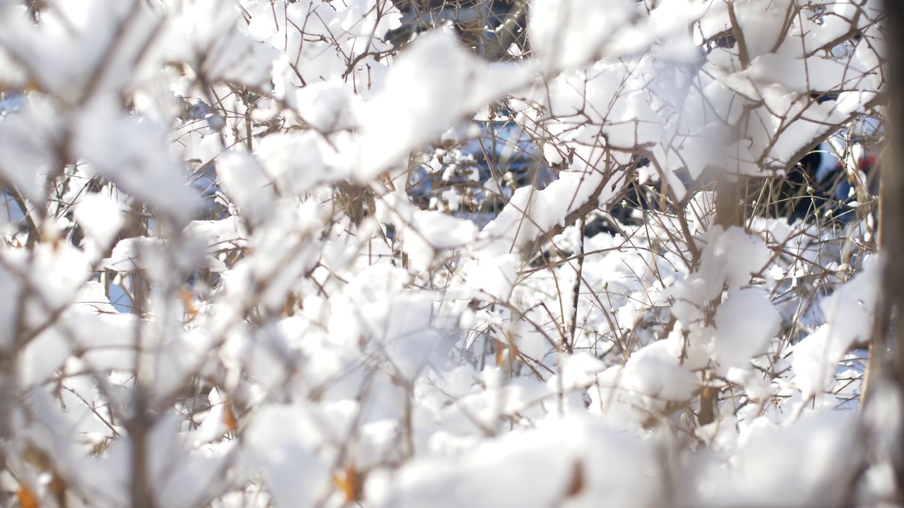 在北方的冬天，雪覆盖了树枝。视频素材