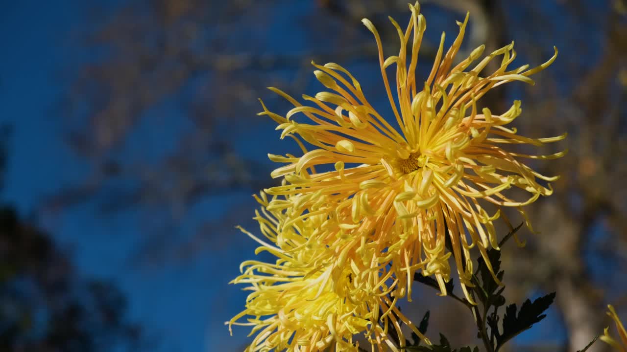 菊花黄花秋园。视频素材