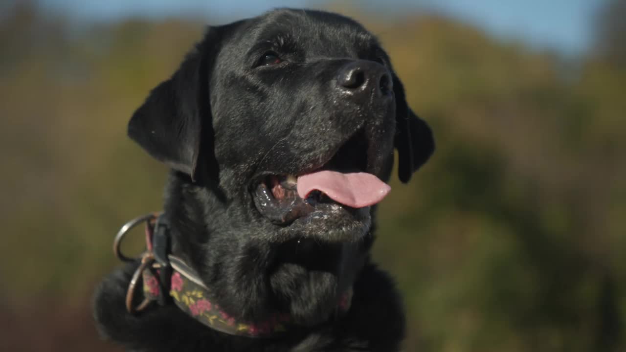 成年黑色拉布拉多犬呼吸缓慢视频素材