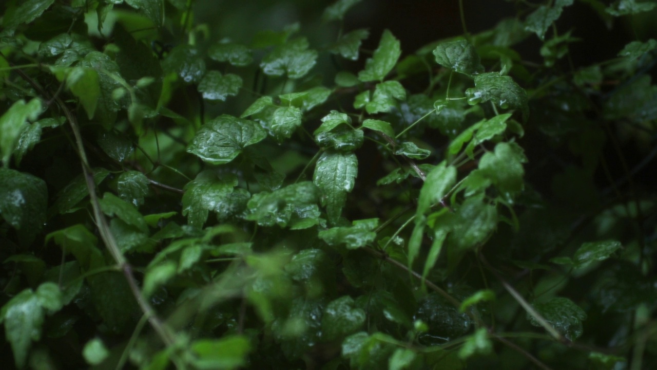 雨中的绿叶视频素材