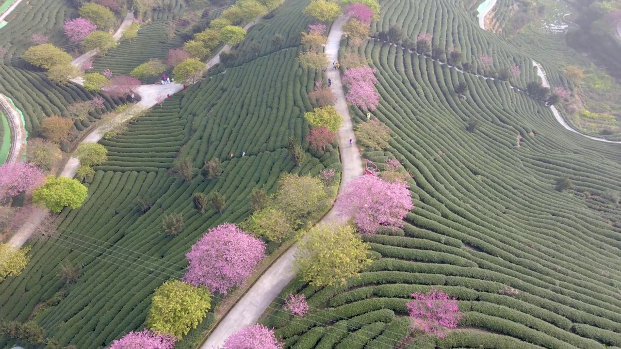 空中拍摄的照片显示，山坡上层层叠叠的茶园中央，排列整齐的粉红色樱桃树视频素材