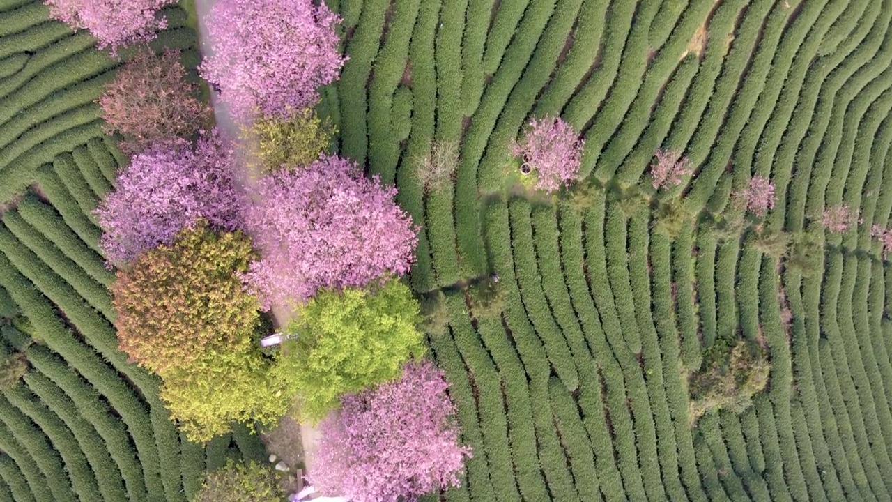 航拍的线条和图案形成的粉红色樱桃树在绿茶园视频素材