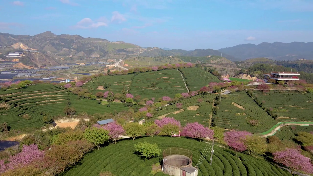 空中拍摄的照片显示，山坡上层层叠叠的茶园中央，排列整齐的粉红色樱桃树视频素材