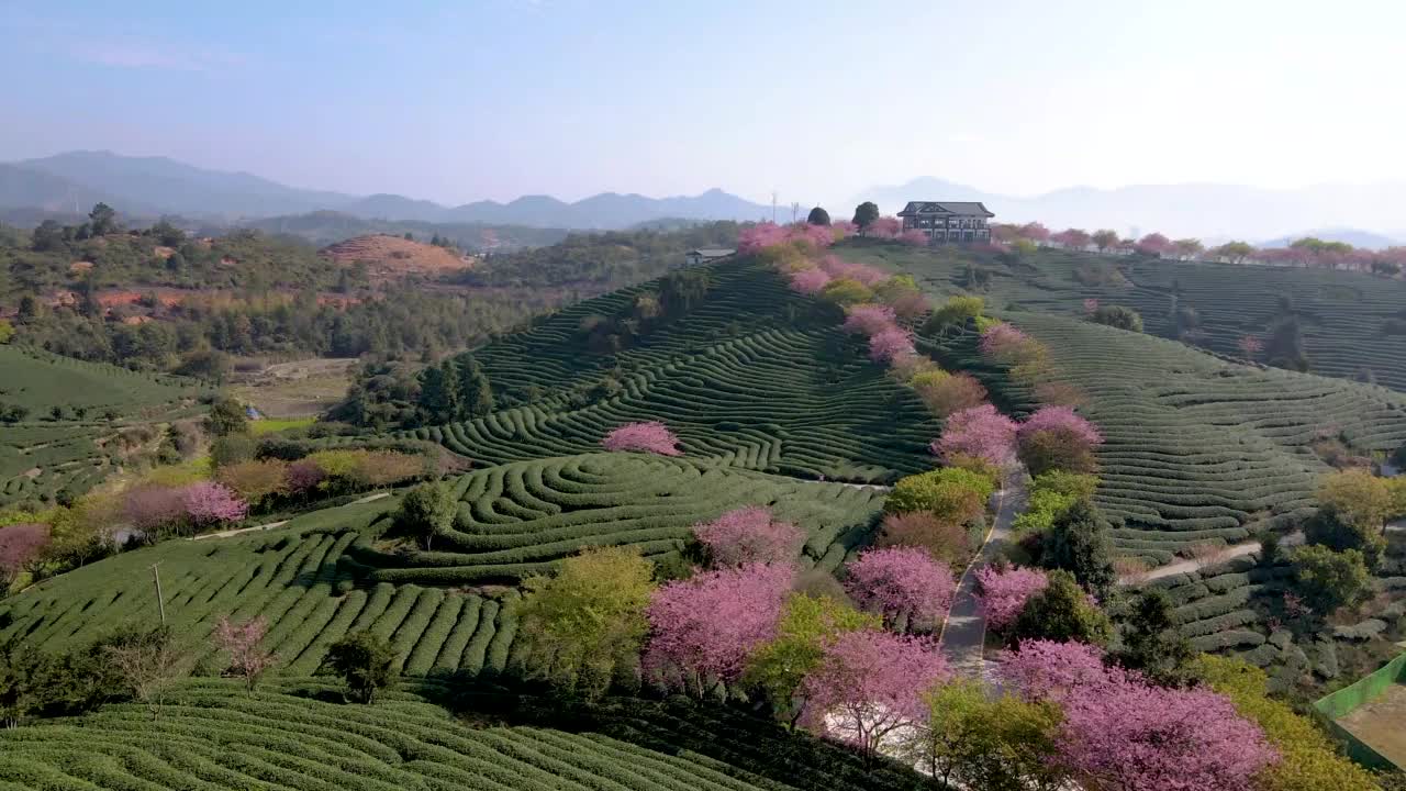 这是一组航拍的照片，照片中粉红色的樱花树排列在山坡上一个分层的茶园中间视频素材