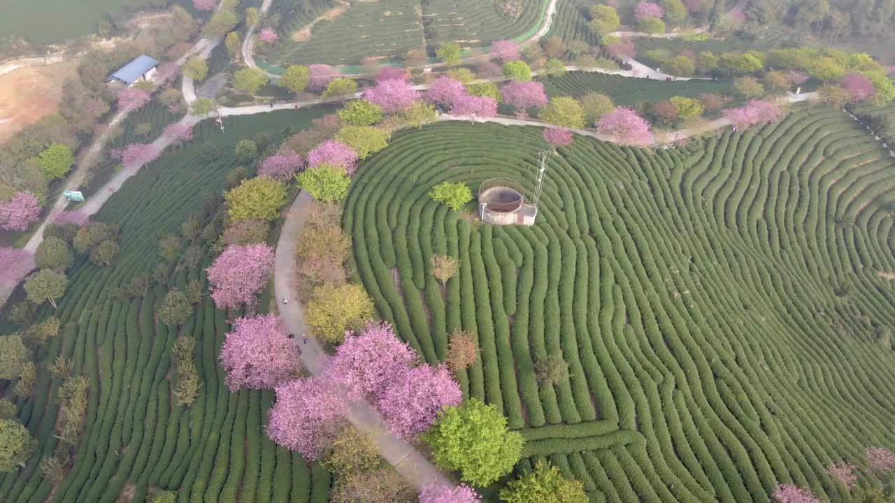 航拍绿色茶园中粉红色樱桃树形成的线条和图案视频素材