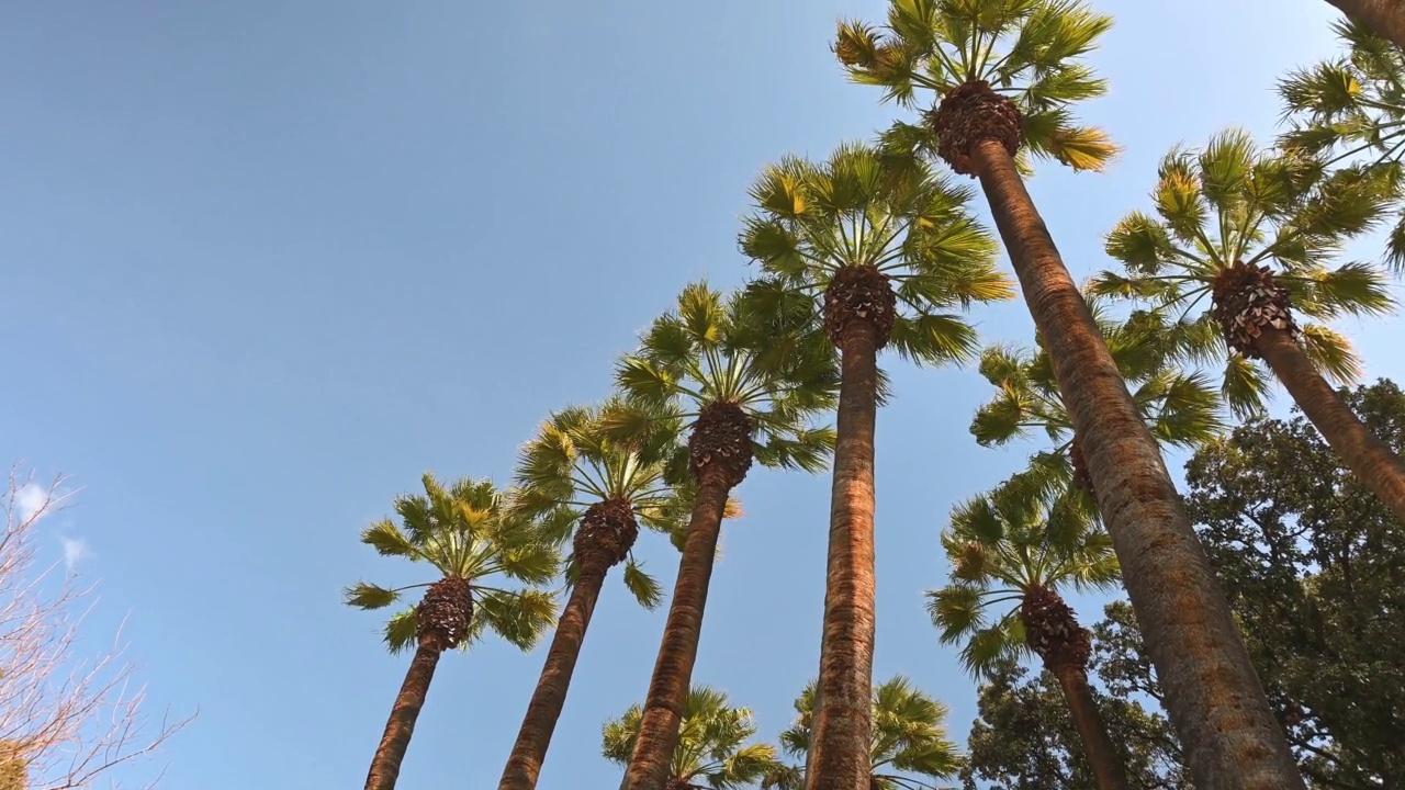 棕榈树与蓝色天空的背景。视频素材