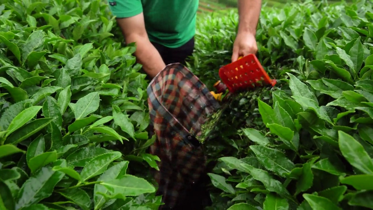 下雨时收获茶树的4k镜头。视频素材