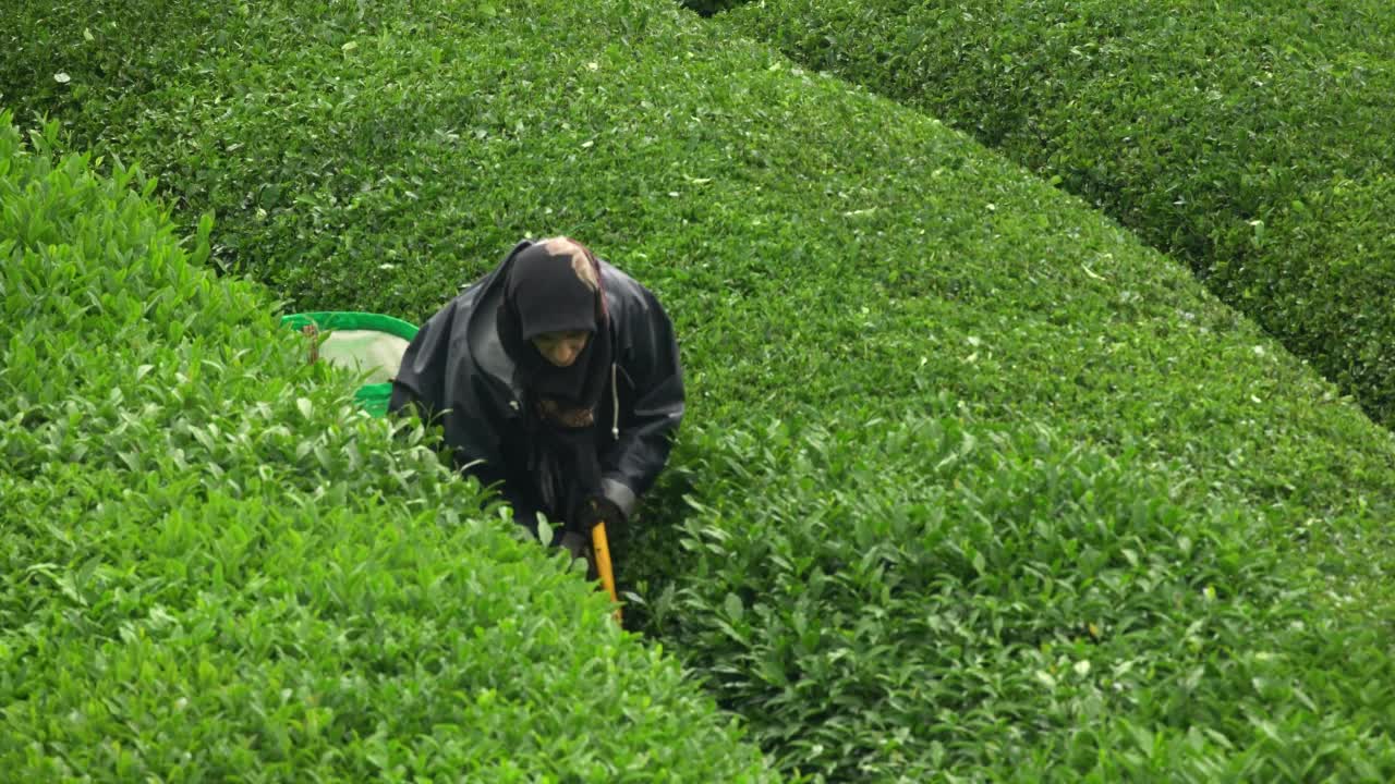 下雨时收获茶树的4k镜头。视频下载